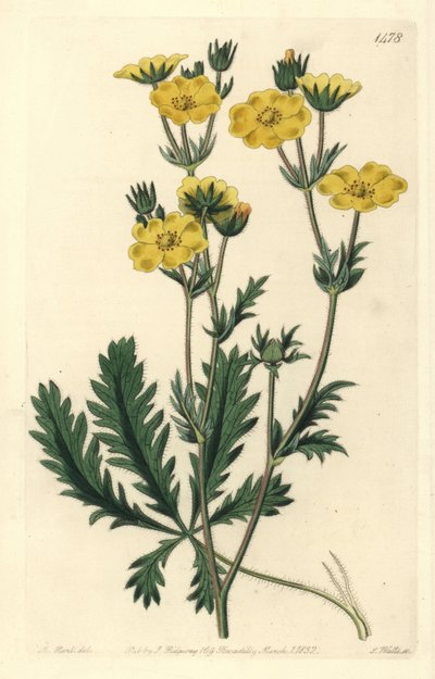 Cinquefoil dressee - Jagged-leaved cinquefoil, Potentilla laciniosa. Håndfarget kobberstikk av S. Watts etter en illustrasjon av M. Hart fra Sydenham Edwards' Botanical Register, Ridgeway, London av Sydenham Teast Edwards