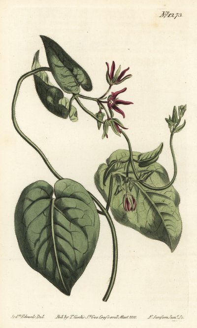 Klatrende melkeranke, Matelea obliqua (Virginian cynanchum, Cynanchum discolor). Håndfarget kobberstikk av F. Sansom Jr. etter en illustrasjon av Sydenham Edwards fra William Curtis' Botanical Magazine, T. Curtis, London av Sydenham Teast Edwards
