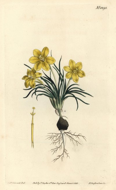 Klokkeblomst, Moraea fugacissima (Smalbladet galakse, Galaxia graminea). Håndfarget kobberstikk av F. Sansom Jr. etter en illustrasjon av Sydenham Edwards fra William Curtis' Botanical Magazine, T. Curtis, London av Sydenham Teast Edwards