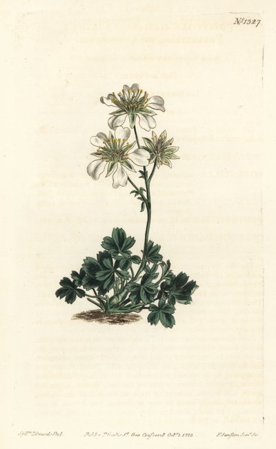 Clusius cinquefoil - Clusius cinquefoil, Potentilla clusiana. Håndfarget kobberstikkgravering av F. Sansom Jr. etter en illustrasjon av Sydenham Edwards fra William Curtis 