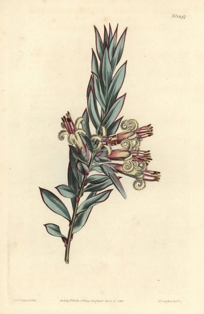 Klaseblomstret styphelia, Styphelia triflora. Håndfarget kobberstikk av F. Sansom Jr. etter en illustrasjon av Sydenham Edwards fra William Curtis' Botanical Magazine, T. Curtis, London av Sydenham Teast Edwards