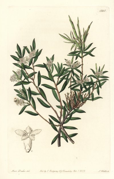 Kystskjegg-hei eller småblomstret hvitskjegg, Leucopogon parviflorus. Håndfarget kobberstikk av S. Watts etter en illustrasjon av Miss Sarah Drake fra Sydenham Edwards' Botanical Register, Ridgeway, London av Sydenham Teast Edwards