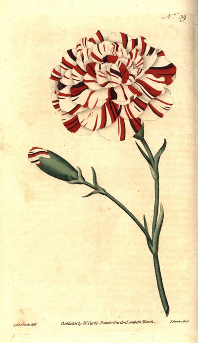 Vanlig nellik, blomsternellik eller nelliknellik - Franklins tartar, skarlagensrød bisarr nellik, Dianthus caryophyllus. Håndfarget kobberstikk av James Sowerby etter en botanisk illustrasjon av Sydenham Edwards fra William Curtis ' The Bota av Sydenham Teast Edwards