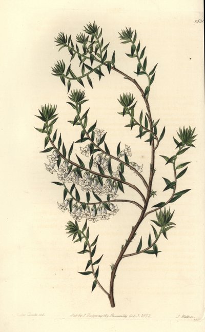 Vanghei, Epicris impressa (Snøhvit epacris, Epicris nivalis). Håndfarget kobberstikk av S. Watts etter en illustrasjon av Miss Sarah Drake fra Sydenham Edwards' Botanical Register, Ridgeway, London av Sydenham Teast Edwards