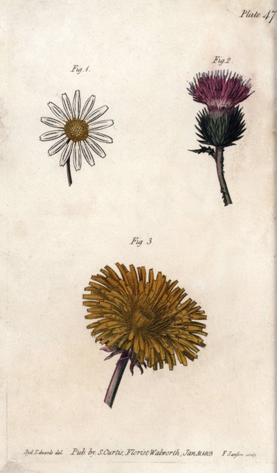 Sammensatte blomster: forhåndspakke, eseltistel (eller falsk acanth onopordum) og løvetann. Farget kobberstikk, illustrasjon av Sydenham Edwards (1768-1819) for Conferences of Botanical, Botanical Garden of Lambeth (England) av Sydenham Teast Edwards