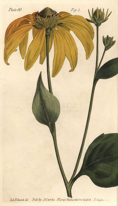 Koneblomst eller svartøyd-susan, Rudbeckia hirta, Polygamia frustranea. Håndfarget kobberstikk av F. Sansom av en botanisk illustrasjon av Sydenham Edwards for William Curtis' Lectures on Botany, som ble levert i Botanic Garden at Lambeth av Sydenham Teast Edwards