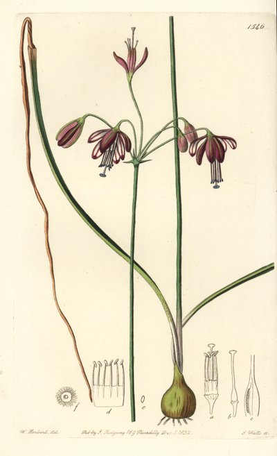 Korall fra Mexico eller dråpe korall - Koralldråper, Bessera elegans (hulbladspharium, Pharium fistulosum). Håndfarget kobberstikk av S. Watts etter en illustrasjon av William Herbert fra Sydenham Edwards' Botanical Register, Ridgeway, Lond av Sydenham Teast Edwards