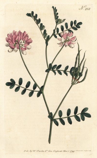 Coronilla bigaree - Lilla kronvikke, Securigera varia (Purple coronilla, Coronilla varia). Håndfarget kobberstikk av Sansom etter en illustrasjon av Sydenham Edwards fra William Curtis' Botanical Magazine, London av Sydenham Teast Edwards