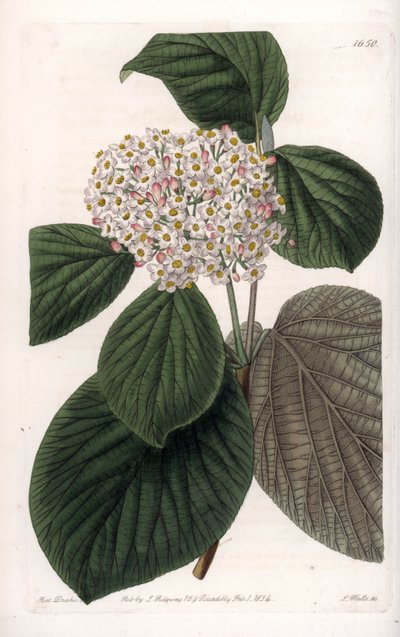 Cotton Viorne - Gravert tavle av S.Watts, fra en illustrasjon av Sarah Anne Drake (1803-1857), fra Botanical Register of Sydenham Edwards (1768-1819), England av Sydenham Teast Edwards