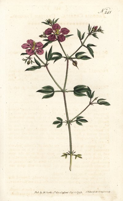 Crete Fagonia - Kretisk fagonia, Fagonia cretica. Håndfarget kobberstikk av Sansom etter en illustrasjon av Sydenham Edwards fra William Curtis' Botanical Magazine, London av Sydenham Teast Edwards