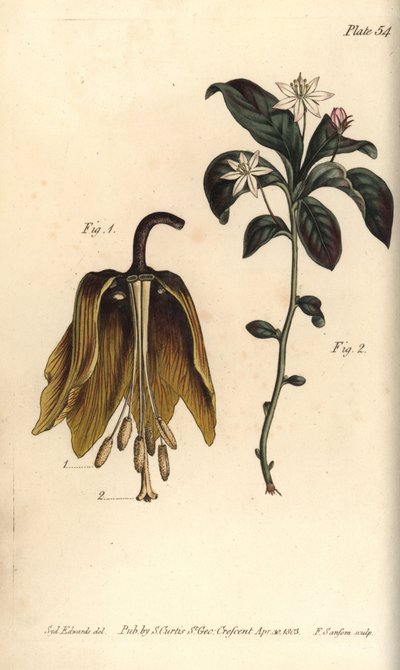 Krone keiserlig blomst, Fritillaria imperialis, Haustrria av Sydenham Teast Edwards