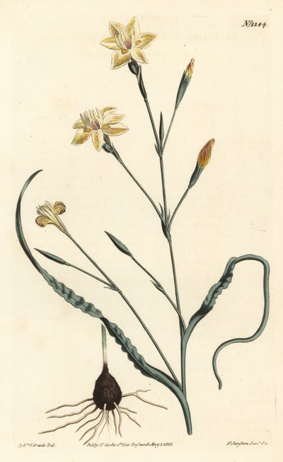 Krøllet bladmoraea, Moraea crispa. Håndfarget kobberstikk av F. Sansom Jr. etter en illustrasjon av Sydenham Edwards fra William Curtis' Botanical Magazine, T. Curtis, London av Sydenham Teast Edwards