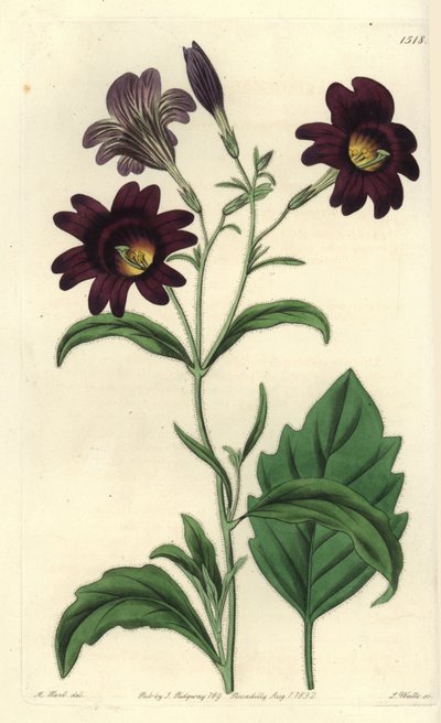 Curvy Salpiglossis - Malt tunge, Salpiglossis sinuata (Mørk lilla salpiglossis, Salpiglossis atropurpurea). Håndfarget kobberstikk av S. Watts etter en illustrasjon av M. Hart fra Sydenham Edwards' Botanical Register, Ridgeway, London av Sydenham Teast Edwards