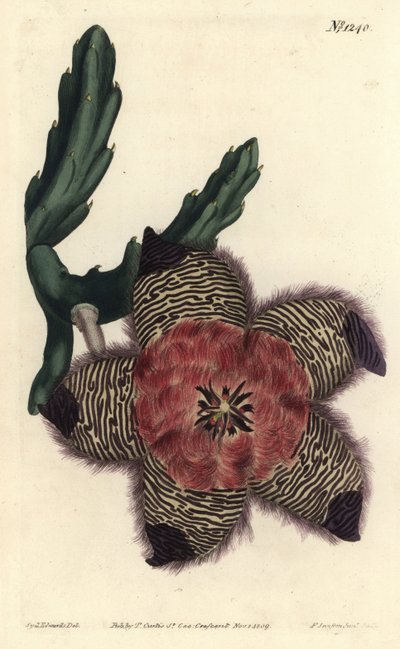 Polstret stapelia, Stapelia pulvinata. Håndfarget kobberstikkgravering av F. Sansom Jr. etter en illustrasjon av Sydenham Edwards fra William Curtis 