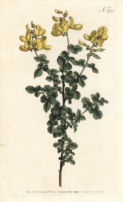 Cytisophyllum sessilifolium (Vanlig cytisus, Cytisus sessilifolius). Håndfarget kobberstikk av Sansom etter en illustrasjon av Sydenham Edwards fra William Curtis' Botanical Magazine, London av Sydenham Teast Edwards