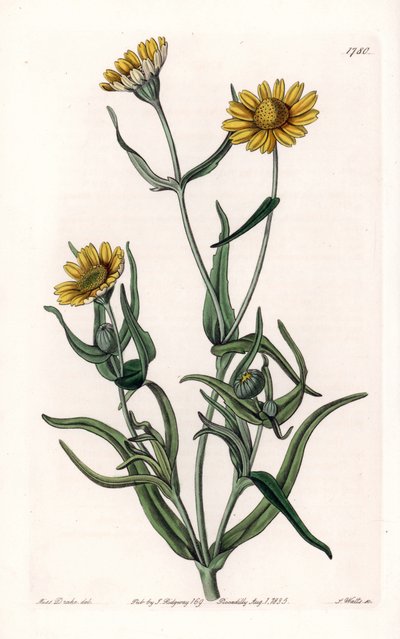 Daisy variete "gull", endemisk til California - Gravert av S.Watts, fra en illustrasjon av Sarah Anne Drake (1803-1857), fra Botanical Register of Sydenham Edwards (1768-1819), England av Sydenham Teast Edwards