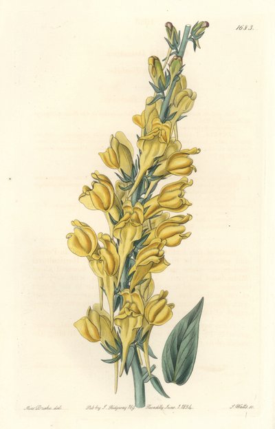 Dalmatia Linar - Strong Water av S. Watts fra en illustrasjon av Sarah Anne Drake (1803-1857), fra Botanical Register av Sydenham Teast Edwards