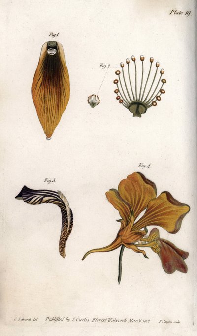 Detaljert beskrivelse av stammen og kronen på fritillary. Farget kobberstikk, illustrasjon av Sydenham Edwards (1768-1819) for Conferences of Botanical, Botanical Garden of Lambeth (England) av Sydenham Teast Edwards