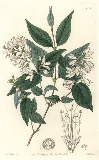 Deutzie rude, innfødt i Japan - Water forte av S. Watts fra en illustrasjon av Sarah Anne Drake (1803-1857), fra Botanical Register av Sydenham Teast Edwards