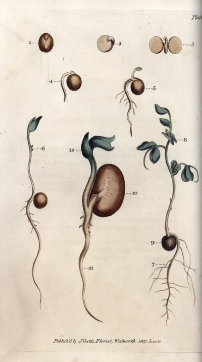 Ulike spiretrinn av ertefrø og vanlig bønne. Farget kobberstikk, illustrasjon av Sydenham Edwards (1768-1819) for Conferences of Botanical, Botanical Garden of Lambeth (England) av Sydenham Teast Edwards