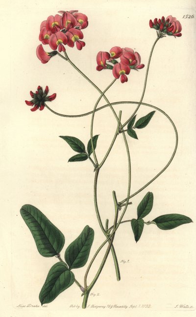 Dilatert kennedya, Kennedya dilatata. Håndfarget kobberstikk av S. Watts etter en illustrasjon av Miss Sarah Drake fra Sydenham Edwards' Botanical Register, Ridgeway, London av Sydenham Teast Edwards