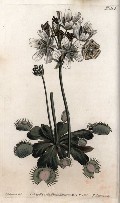 Dionee fanger flue eller ulvefelle. Farget kobberstikk, illustrasjon av Sydenham Edwards (1768-1819) for Conferences of Botanical, Botanical Garden of Lambeth (England) av Sydenham Teast Edwards