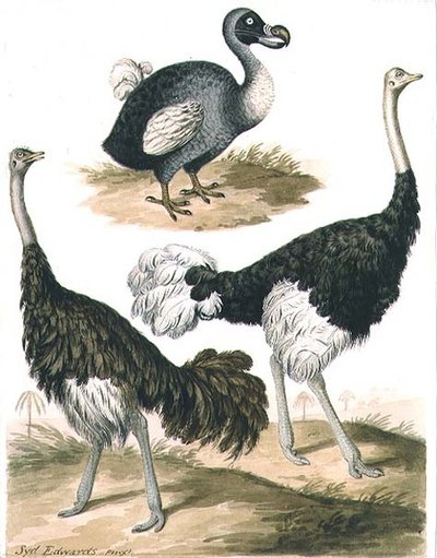 Dodo og struts (akvarell) av Sydenham Teast Edwards