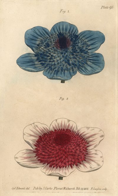Dobbel blå anemone og dobbel anemone varianter, Anemone coronaria. Håndfarget kobberstikk av F. Sansom av en botanisk illustrasjon av Sydenham Edwards for William Curtis' Lectures on Botany, som ble levert i Botanic Garden at Lambeth av Sydenham Teast Edwards
