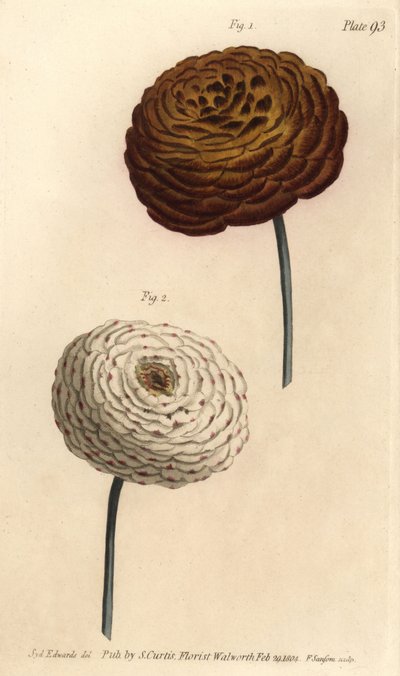 Doble ranunculus-varianter, persisk smørblomst, Ranunculus asiaticus. Håndfarget kobberstikk av F. Sansom av en botanisk illustrasjon av Sydenham Edwards for William Curtis