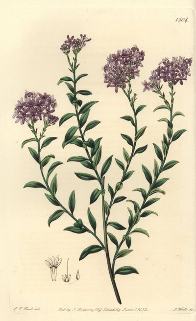 Dr. Gills selago, Selago gillii. Håndfarget kobberstikk av S. Watts etter en illustrasjon av JT Hart fra Sydenham Edwards' Botanical Register, Ridgeway, London av Sydenham Teast Edwards