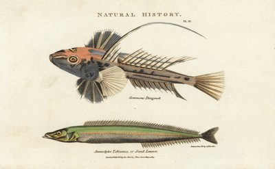 Dragonnett lyre og lancon equille - Vanlig drage, Callionymus lyra, og mindre tobis eller sandlanse, Ammodytes tobianus. Håndfarget kobberstikk etter Sydenham Edwards fra John Mason Goods Pantologia, a New Encyclopedia, G. Kearsley, Lond av Sydenham Teast Edwards