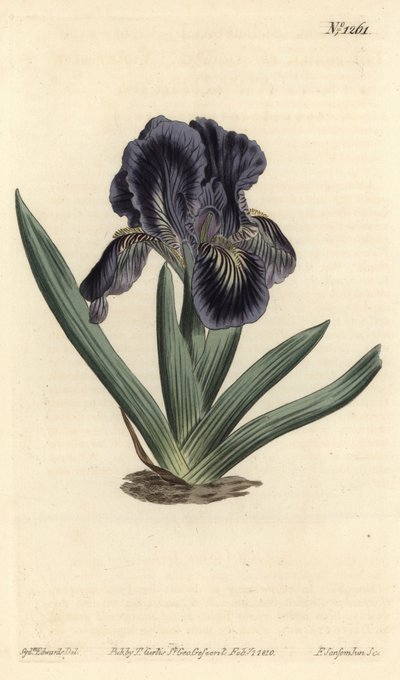 Dverg Iris - Iris x binata (lilla-blått dvergflagg, Iris pumila var. violacea). Håndfarget kobberstikk av F. Sansom Jr. etter en illustrasjon av Sydenham Edwards fra William Curtis