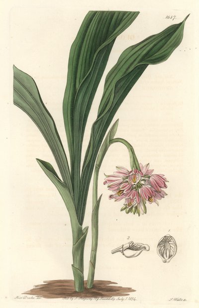 Earth Orchid, opprinnelig fra Sri Lanka - S. Watts Strong Water fra en illustrasjon av Sarah Anne Drake (1803), fra Botanical Register av Sydenham Teast Edwards