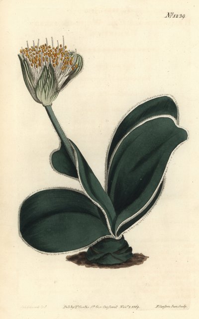 Elefantøre - Hvitblomstret haemanthus, Haemanthus albiflos. Håndfarget kobberstikk av F. Sansom Jr. etter en illustrasjon av Sydenham Edwards fra William Curtis