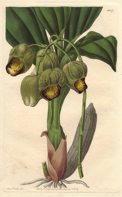 Epifytisk orkidé, blekgul katasetum, hjemmehørende i Brasil - Water forte av S. Watts fra en illustrasjon av Sarah Anne Drake (1803-1857), fra Botanical Register av Sydenham Teast Edwards