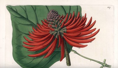 Erythrina variete, tropisk rødt blomstertre - Gravert av S. Watts, fra en illustrasjon av Sarah Anne Drake (1803-1857), fra Botanical Register of Sydenham Edwards (1768-1819), England av Sydenham Teast Edwards