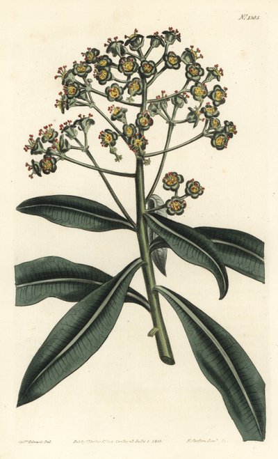 Euphorbe mellifere - Honey spurge eller honningbærende euphorbia, Euphorbia mellifera. Håndfarget kobberstikk av F. Sansom Jr. etter en illustrasjon av Sydenham Edwards fra William Curtis