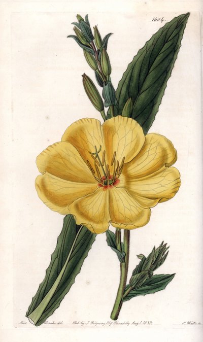 Nattlys med store blomster - Gravert tavle av S.Watts, fra en illustrasjon av Sarah Anne Drake (1803-1857), fra Botanical Register of Sydenham Edwards (1768-1819), England av Sydenham Teast Edwards