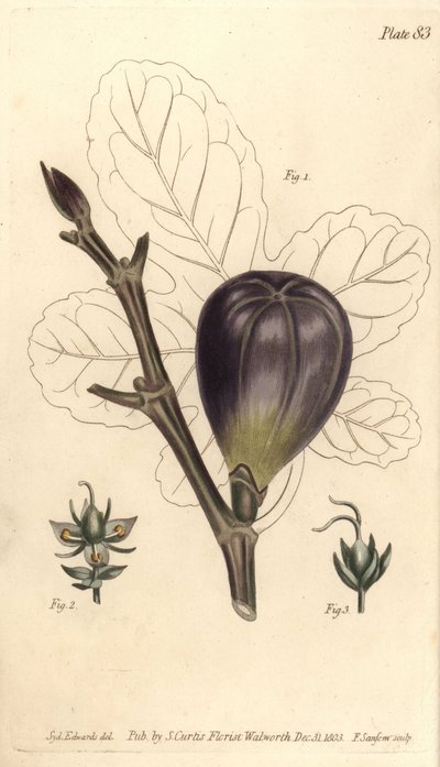 Fig, Ficus carica, Trioecia med hermafroditt, hann 2 og hunn 3 blomster som vokser separat. Håndfarget kobberstikk av F. Sansom av en botanisk illustrasjon av Sydenham Edwards for William Curtis