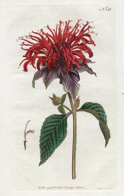 Fistula Monarde - Litografi av Sydenham Edwards (1768-1819), fra William Curtis