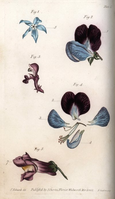 Blomstring av officinale borage og erter (belgfrukter). Farget kobberstikk, illustrasjon av Sydenham Edwards (1768-1819) for Conferences of Botanical, Botanical Garden of Lambeth (England) av Sydenham Teast Edwards