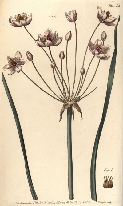 Blomstrende rush, Butomus umbellatus, Hexagynia, hermafrodittblomst 1 og pistilla 2. Håndfarget kobberstikk av F. Sansom av en botanisk illustrasjon av Sydenham Edwards for William Curtis' Lectures on Botany, som levert i Botanic Garden av Sydenham Teast Edwards