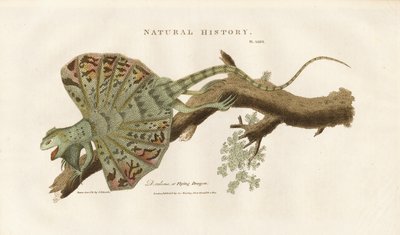 Flygende drage på en gren av Sydenham Teast Edwards