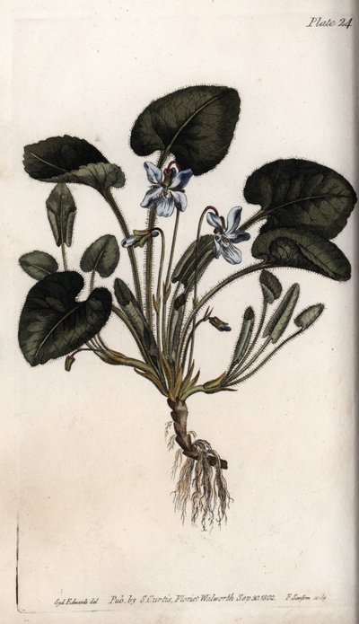 Duftende fiolett. Farget kobberstikk, illustrasjon av Sydenham Edwards (1768-1819) for Conferences of Botanical, Botanical Garden of Lambeth (England) av Sydenham Teast Edwards