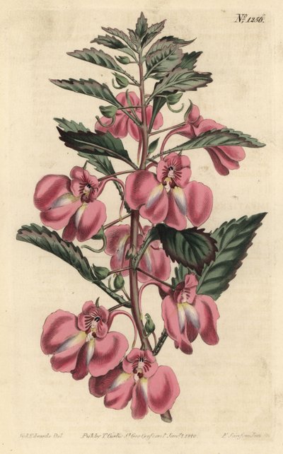 Hagebalsamin - Hagebalsam, Impatiens balsamina (Glandular-leaved balsam, Impatiens coccinea). Håndfarget kobberstikk av F. Sansom Jr. etter en illustrasjon av Sydenham Edwards fra William Curtis' Botanical Magazine, T. Curtis, London av Sydenham Teast Edwards