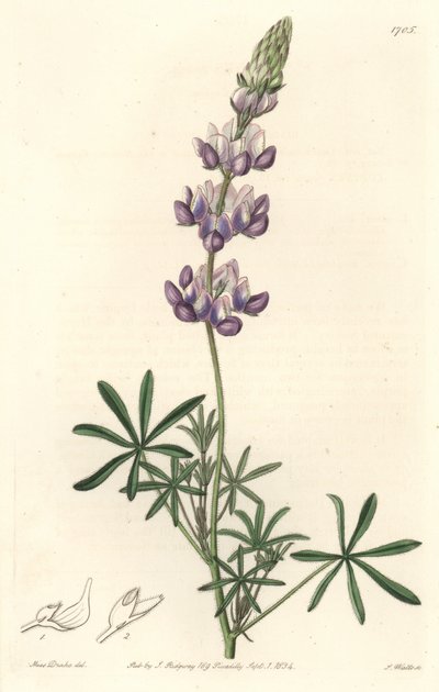 Garden Lupin, opprinnelig fra California - S. Watts Strong Water fra en illustrasjon av Sarah Anne Drake (1803-1857), fra Botanical Register av Sydenham Teast Edwards