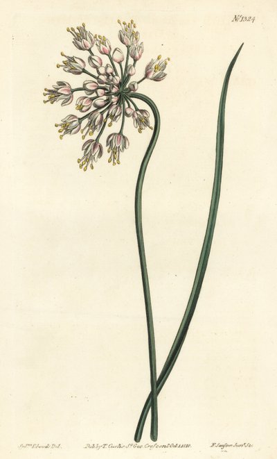 Hvitløk lener - Nikkende løk, damepurre eller buet hvitløk, Allium cernuum. Håndfarget kobberstikk av F. Sansom Jr. etter en illustrasjon av Sydenham Edwards fra William Curtis' Botanical Magazine, T. Curtis, London av Sydenham Teast Edwards