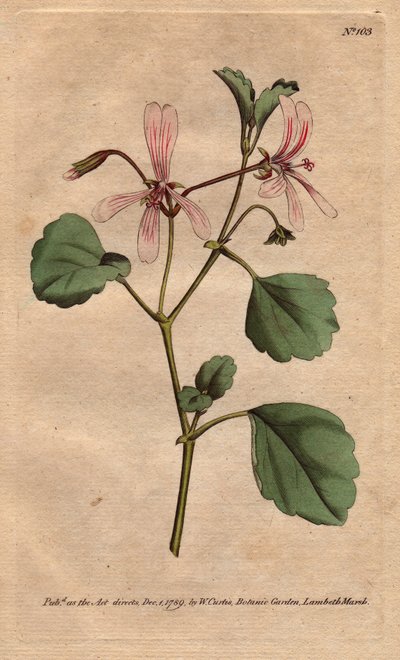 Geranium har sorrelblad, med roseårede blomster, hjemmehørende i Sør-Afrika. Sorrel tranesebb med rosa årede blomster. Innfødt fra Kapp, Sør-Afrika. Pelargonium acetosum. Håndfarget kobberstikk fra en botanisk illustrasjon av Sydenham av Sydenham Teast Edwards