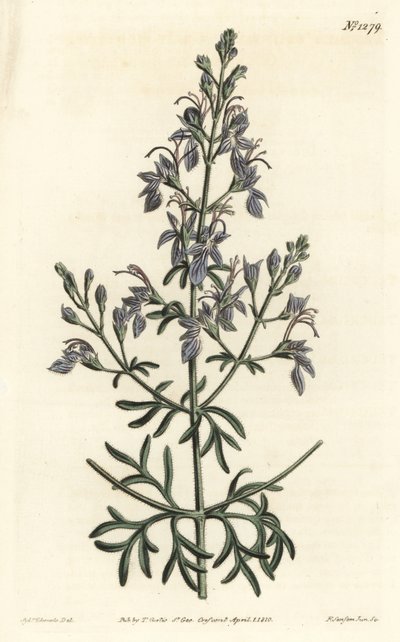 Germandree d'Orient - Storblomstret germander, Eastern Teucrium. Håndfarget kobberstikk av F. Sansom Jr. etter en illustrasjon av Sydenham Edwards fra William Curtis' Botanical Magazine, T. Curtis, London av Sydenham Teast Edwards