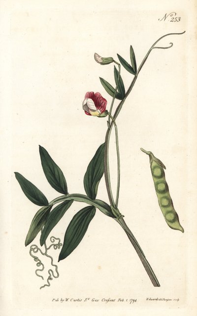 Gesse climene - Spansk vikker, Lathyrus clymenum (Leddbelglathyrus, Lathyrus articulatus). Håndfarget kobberstikk av Sansom etter en illustrasjon av Sydenham Edwards fra William Curtis' Botanical Magazine, London av Sydenham Teast Edwards